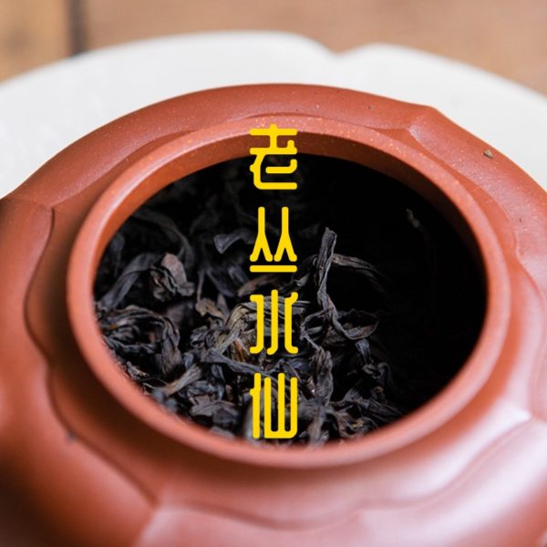 [Oolong Tea] Fujian Oolong Tea | Wuyishan Mountain | Lao Cong Shui Xian | Aged Narcissus - Image 2