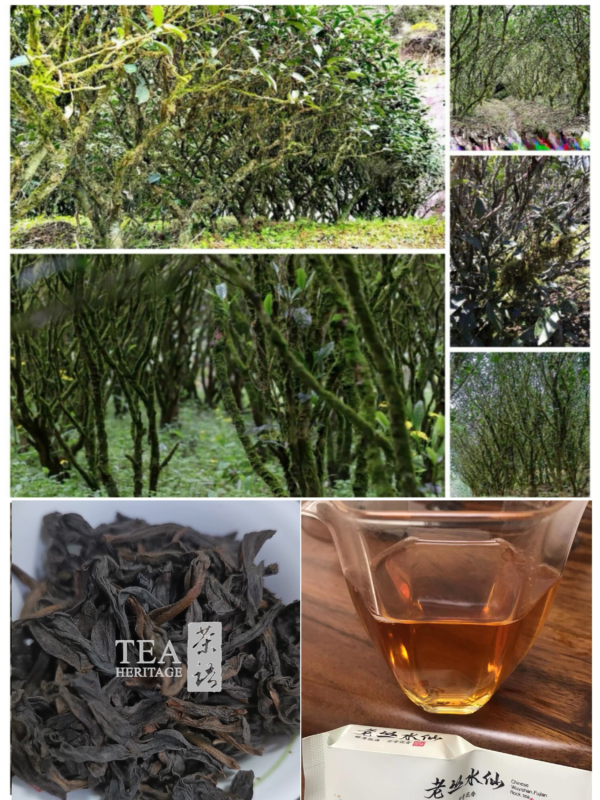 [Oolong Tea] Fujian Oolong Tea | Wuyishan Mountain | Lao Cong Shui Xian | Aged Narcissus - Image 4