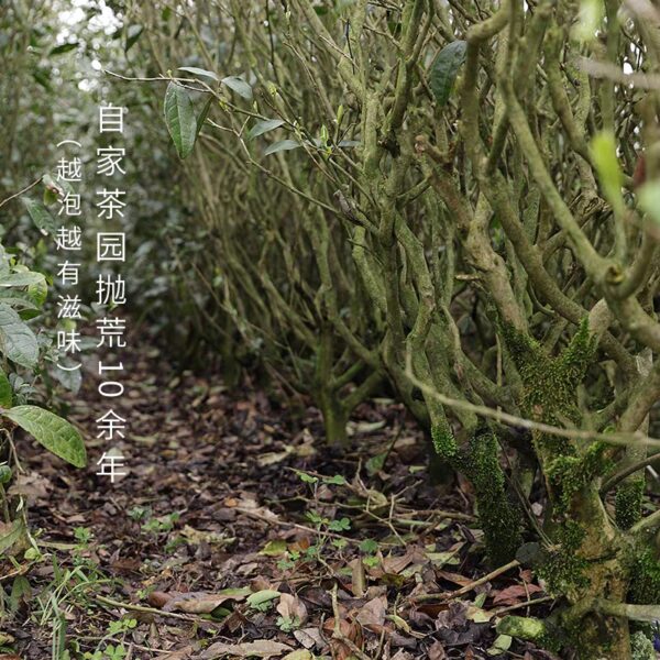 [White Tea] Fuding White Tea | Bai Cha Bai Hao Yin Zhen | Silver Needles - Image 17