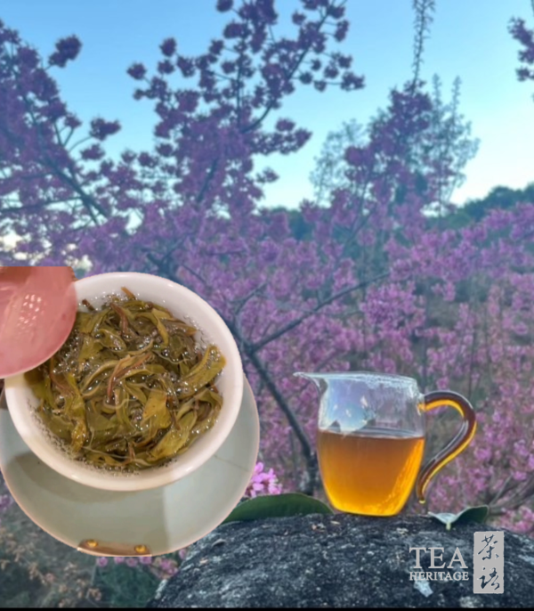 CNY Tea Gift | Tea Heritage Anniversary Tea | Pu'er Gushu - Image 4