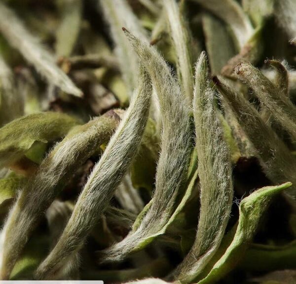 [White Tea] Fuding White Tea | Bai Cha Bai Hao Yin Zhen | Silver Needles - Image 13