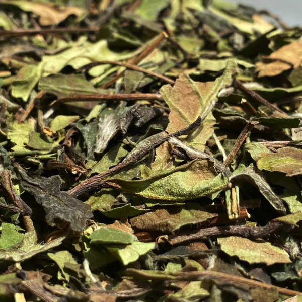 [White Tea] 11.11 Sales White Teas Bundle | Fuding White Tea | Selected 4 Grades White Teas - Image 5