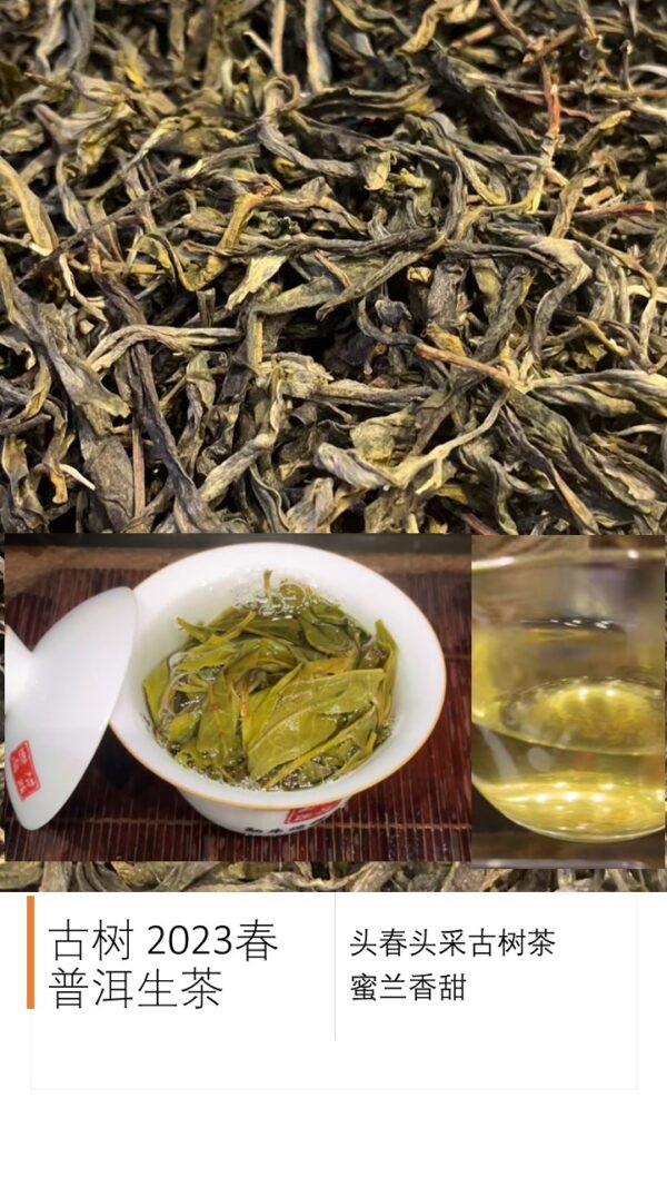 [Pu Erh Tea] Chinese Puer Teas | Ancient Gushu Puer Sheng (Puer Raw) Teas - Image 2