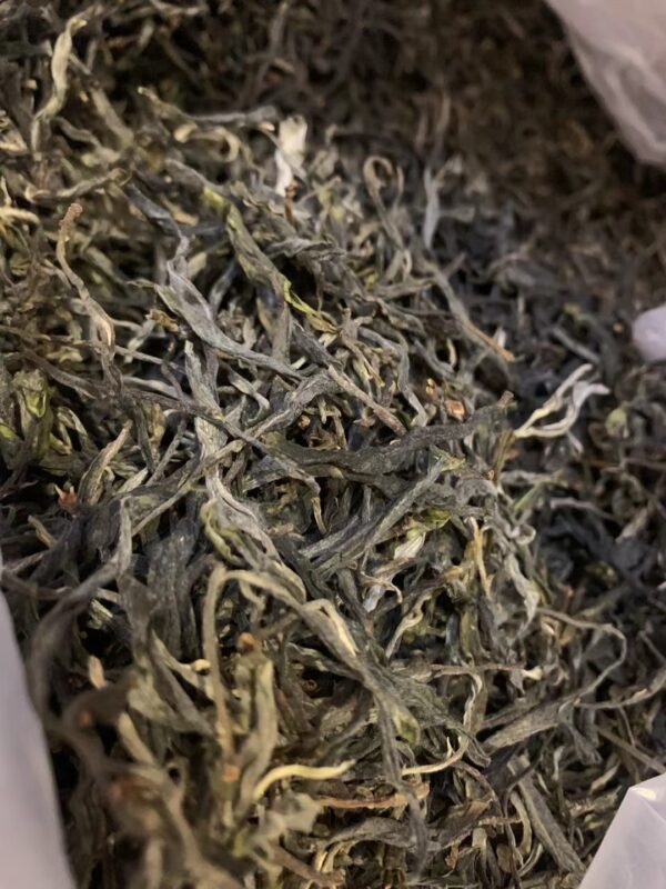 [Pu Erh Tea] Bingdao Lao Zhai 2023 Spring Harvest - Image 2